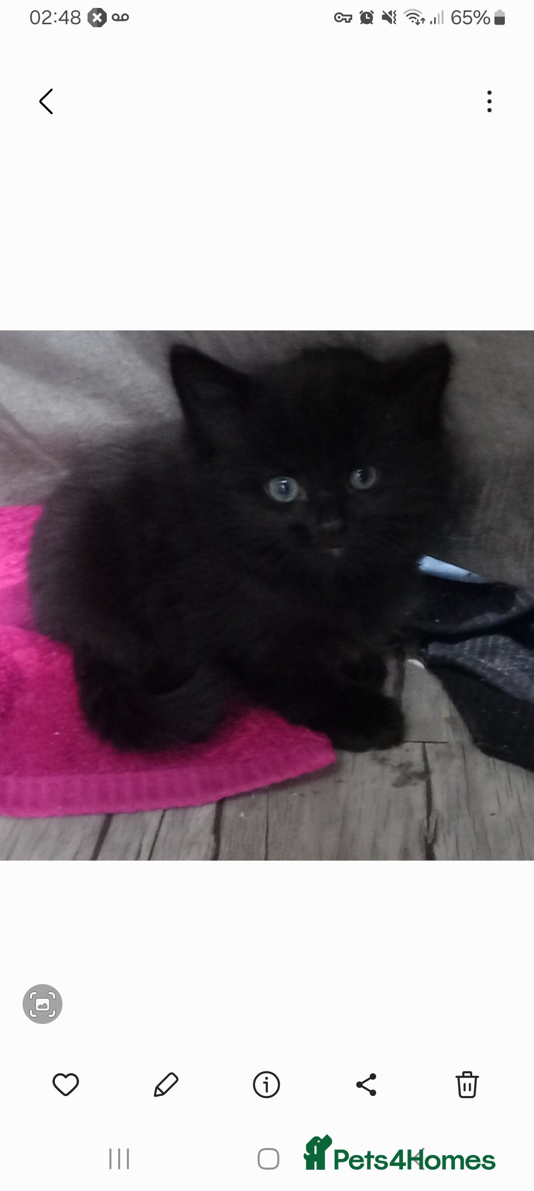 Mixed Breed cats for sale: Stunning cheeky,ragdoll cross kittens - Image 1