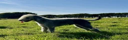 Mixed Breed dogs for sale: Beautiful Bedlington Whippet First Cross Puppies in Okehampton - Advert 9