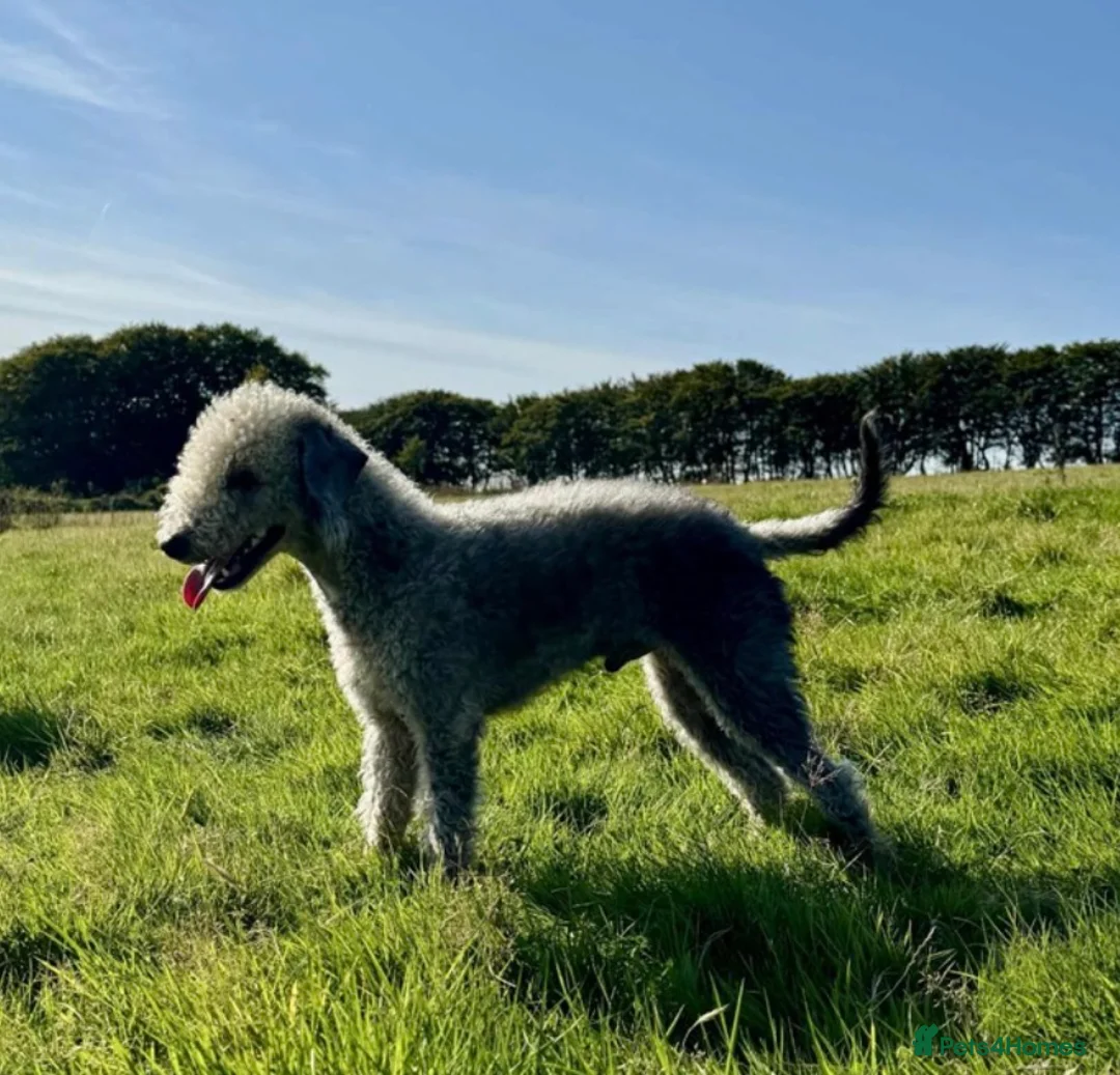 Mixed Breed dogs for sale: Beautiful Bedlington Whippet First Cross Puppies in Okehampton - Advert 9