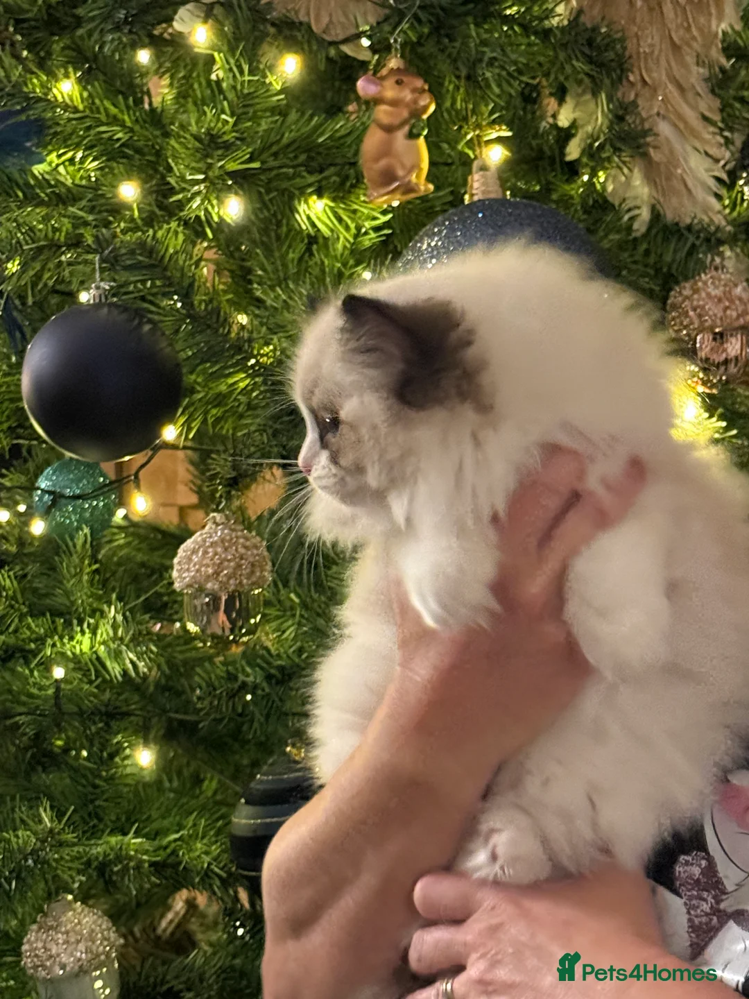 Ragdoll cats for sale: Ready Now  GCCF/TICA Purebred Reg Ragdoll Kittens - Advert 5