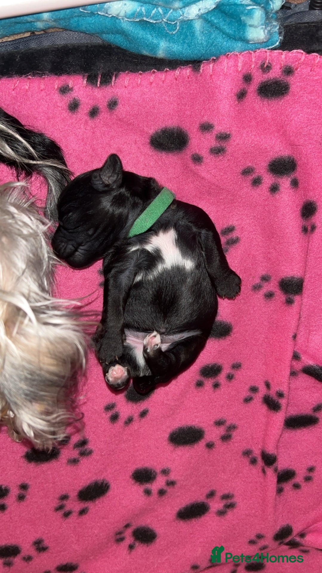Yorkiepoo dogs for sale: Yorkiepoo Puppies - Image 10