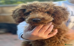 Miniature Poodle dogs for sale: Miniature poodles - Image 15