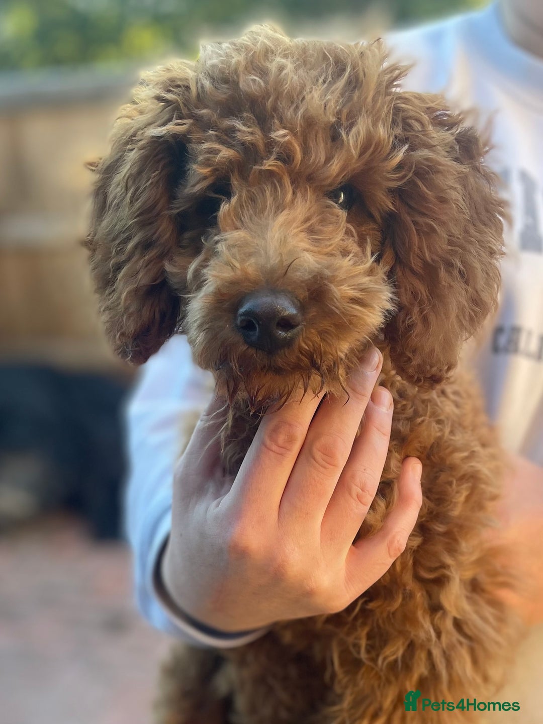 Miniature Poodle dogs for sale: Miniature poodles - Image 15