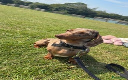 Miniature Dachshund dogs for sale: Dachshund puppy’s forsale  - Image 6