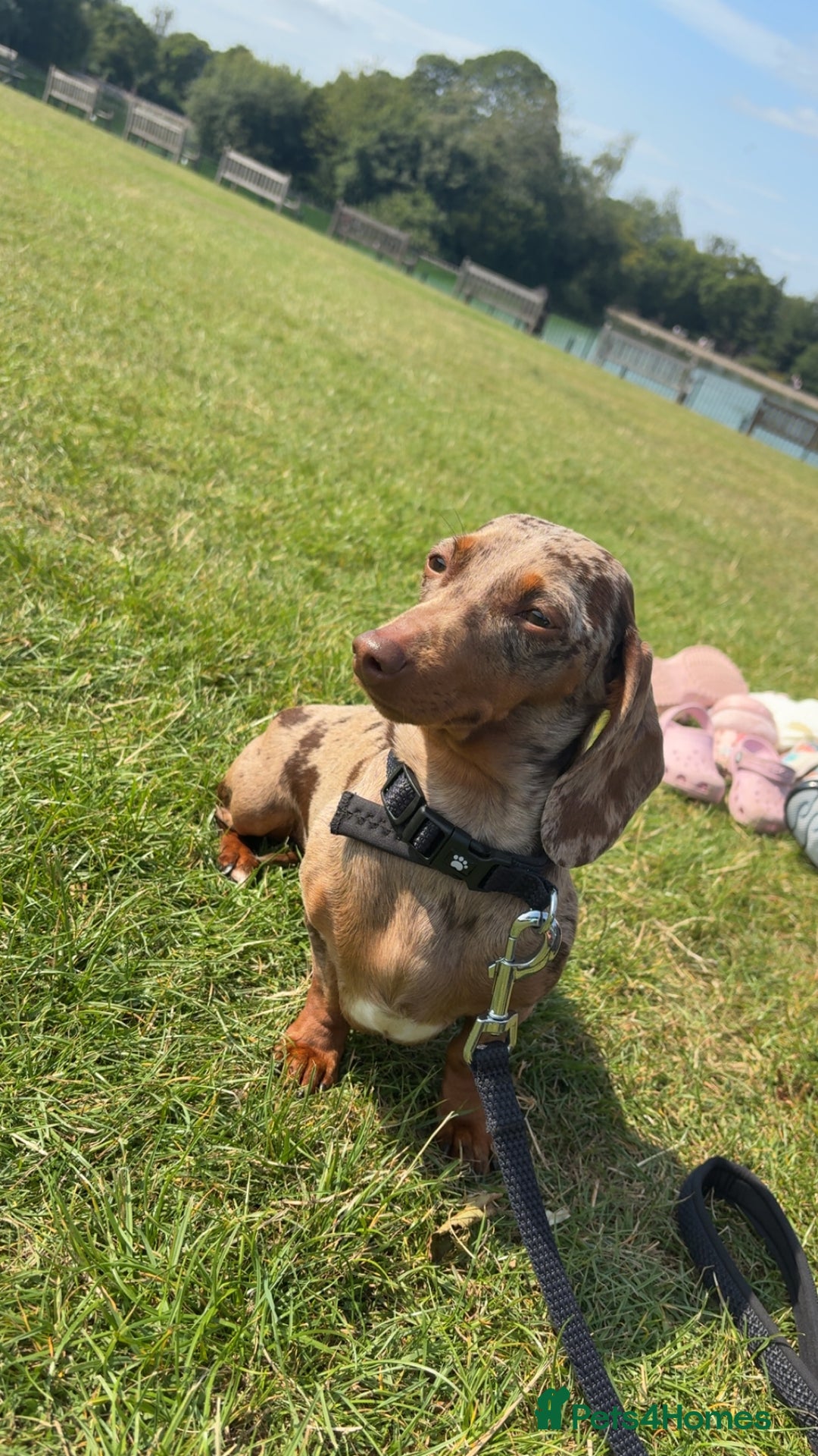 Miniature Dachshund dogs for sale: Dachshund puppy’s forsale  - Image 6