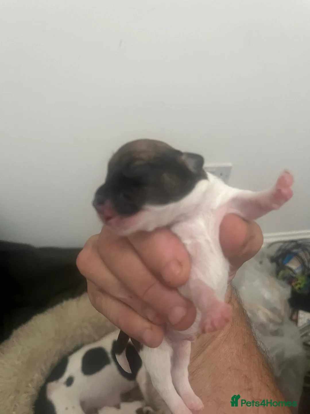 Jack Chi dogs for sale: Jack chi pups  - Advert 7