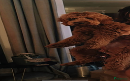 Goldendoodle dogs for sale: Stunning red goldendoodles - Advert 7