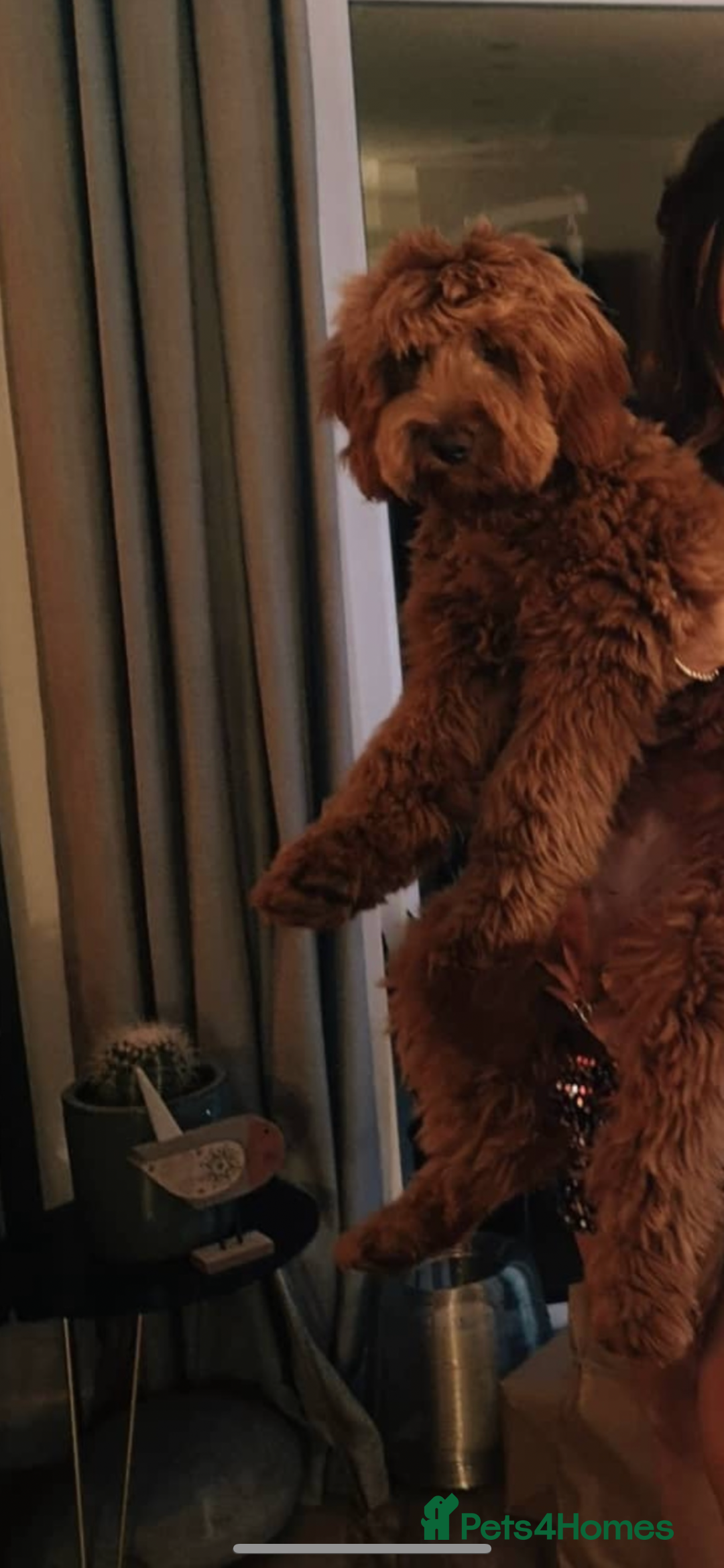 Goldendoodle dogs for sale: Stunning red goldendoodles - Advert 7