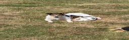 Jack Russell dogs for sale: Jack Russell Puppies  - Advert 3