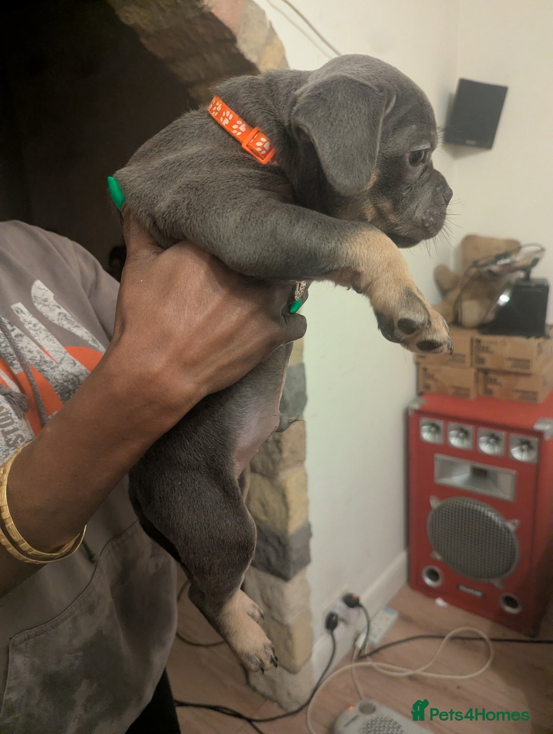 Mixed Breed dogs for sale: All cute and little tanks!  - Advert 13