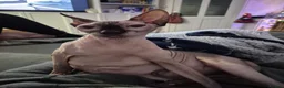 Sphynx cats for sale: A pair of sphynx - Advert 7