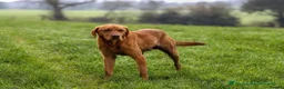 Labrador Retriever dogs for stud: Fox Red Labrador For Stud, Fully health tested  in Stoke-on-Trent - Advert 5