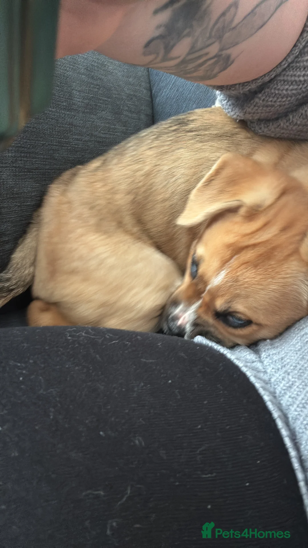 Mixed Breed dogs for sale: Beautiful girl looking for forever home in Wolverhampton - Advert 3