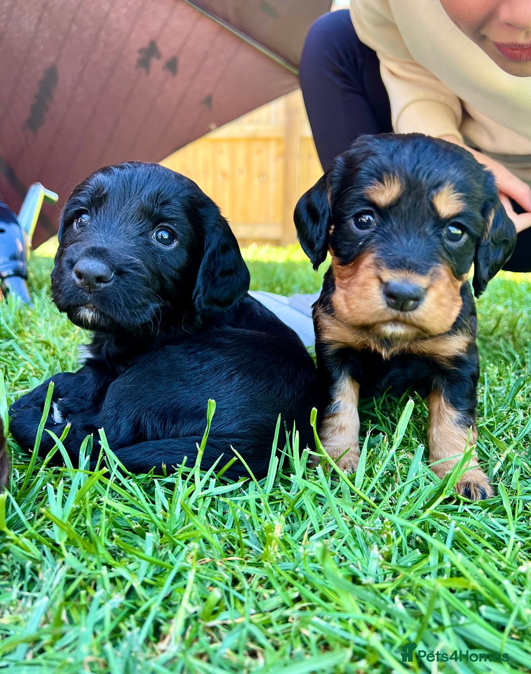 Cocker Spaniel dogs for sale: KC Registered Working Cocker Spaniel Puppies  in Shepton Mallet - Image 5