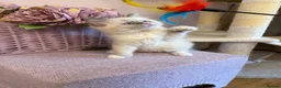 Ragdoll cats for sale: 💙 Stunning Purebred Ragdoll kittens  - Advert 8