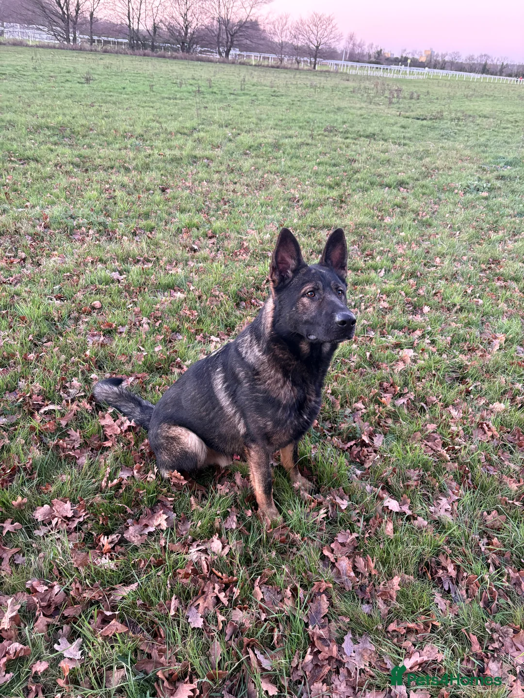 German Shepherd dogs for stud: Beautiful Fully health tested German shepherd stud - Advert 4