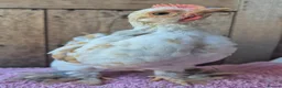 Chickens poultry for sale: Millifleur pekin bantam cockerils  - Advert 2