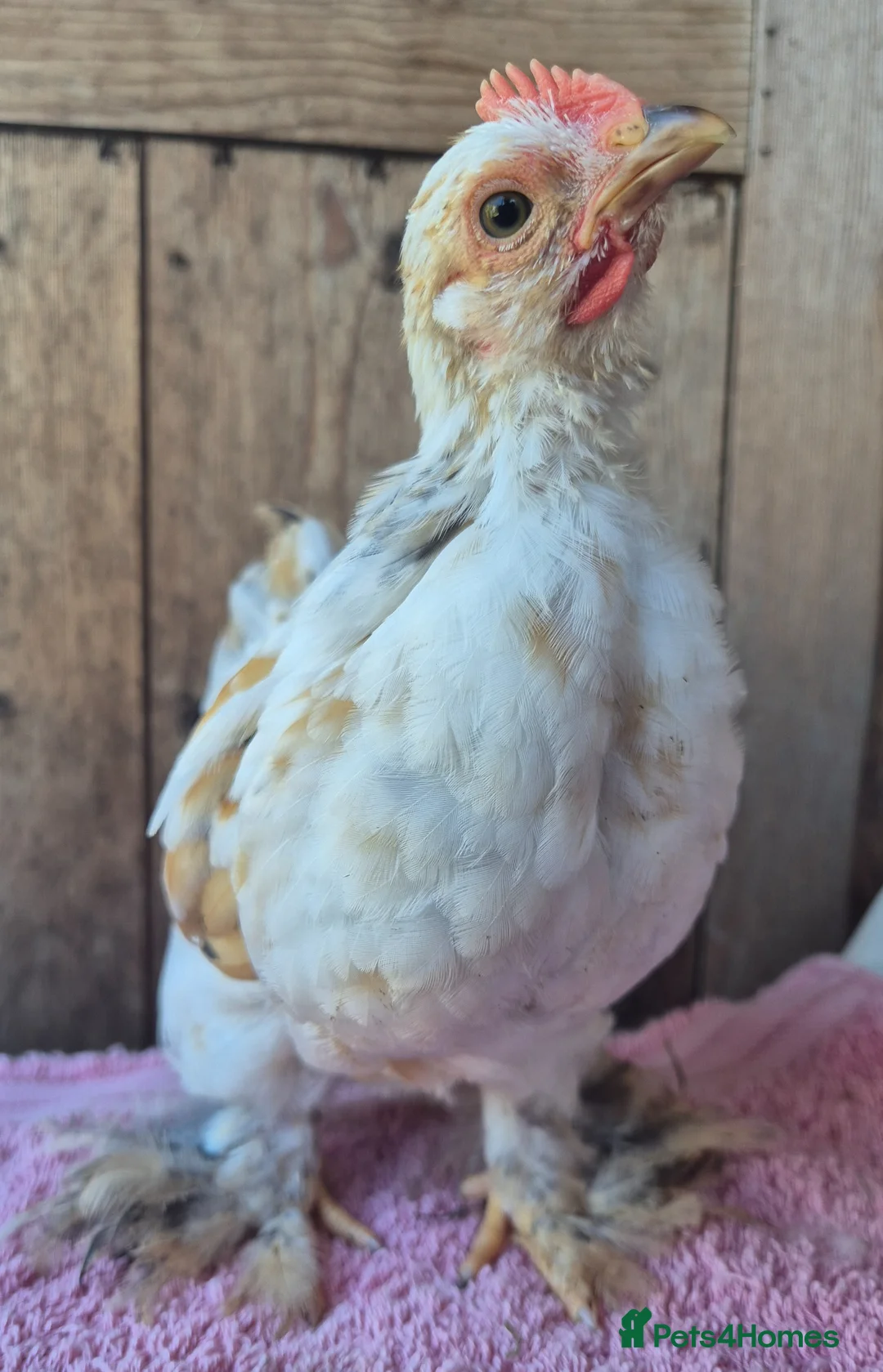 Chickens poultry for sale: Millifleur pekin bantam cockerils  - Advert 2