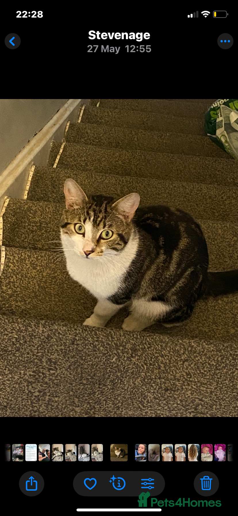 Mixed Breed cats Two male boys  - Advert 1