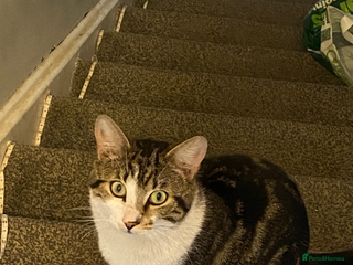 Mixed Breed cats Two male boys - Advert 1