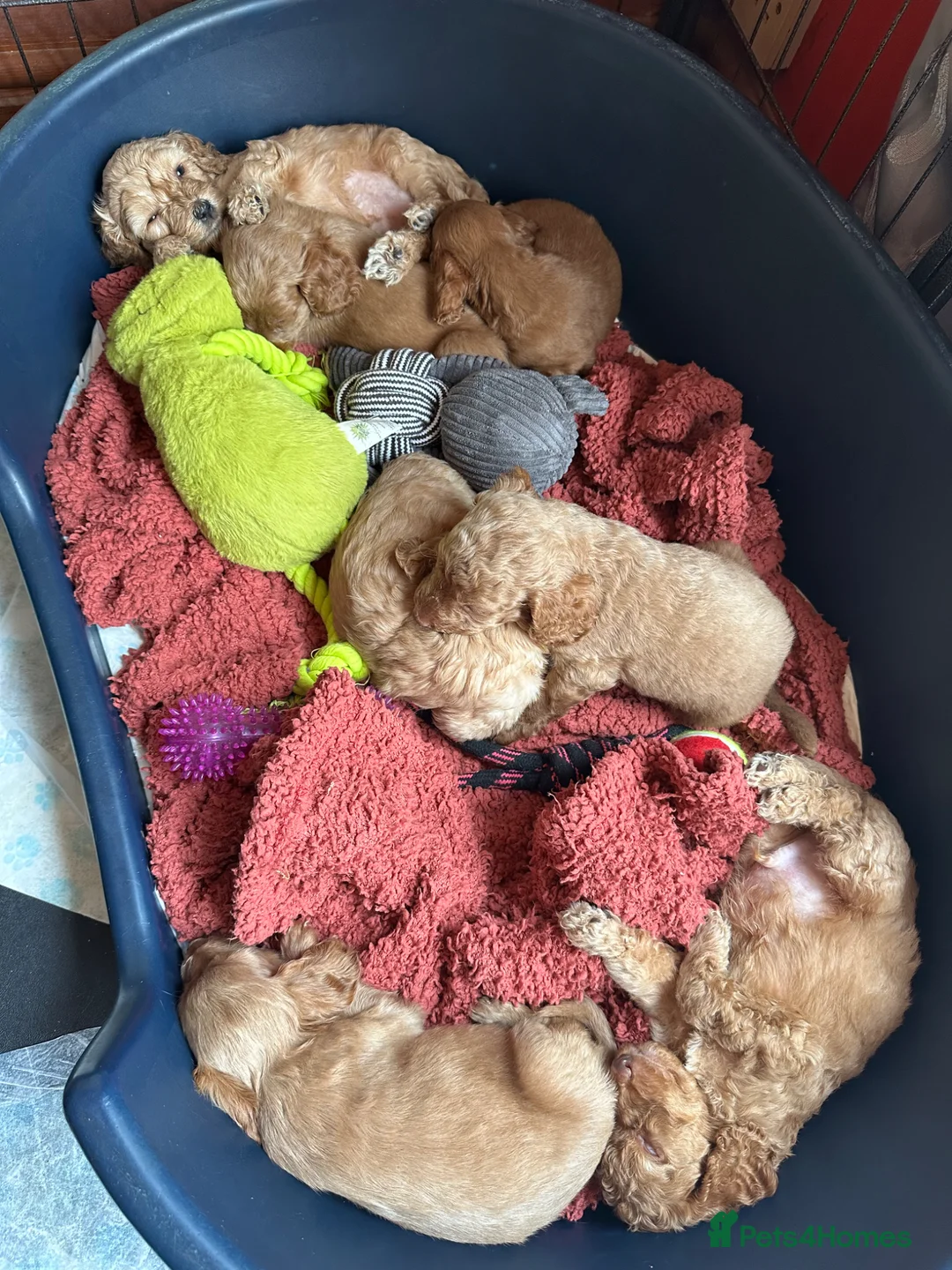 Cockapoo dogs for sale: Cockapoo puppies - Advert 1