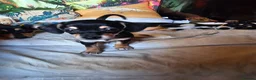 Chiweenie dogs for sale: Chihuahua x mini dachshund - Advert 14
