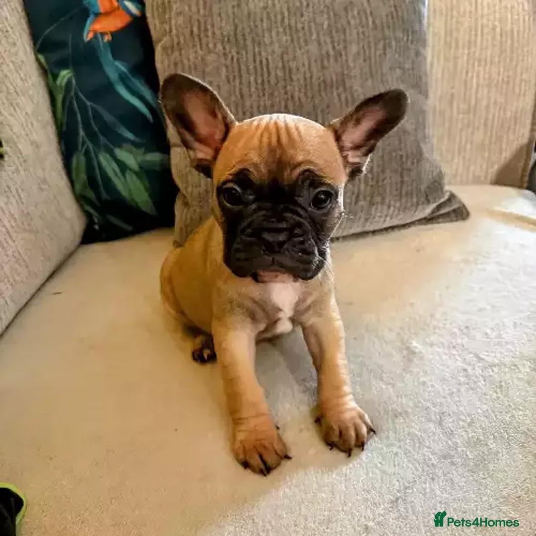 French Bulldog dogs for sale: 2 Female / 2 Male French Bulldog puppies for sale - Image 4