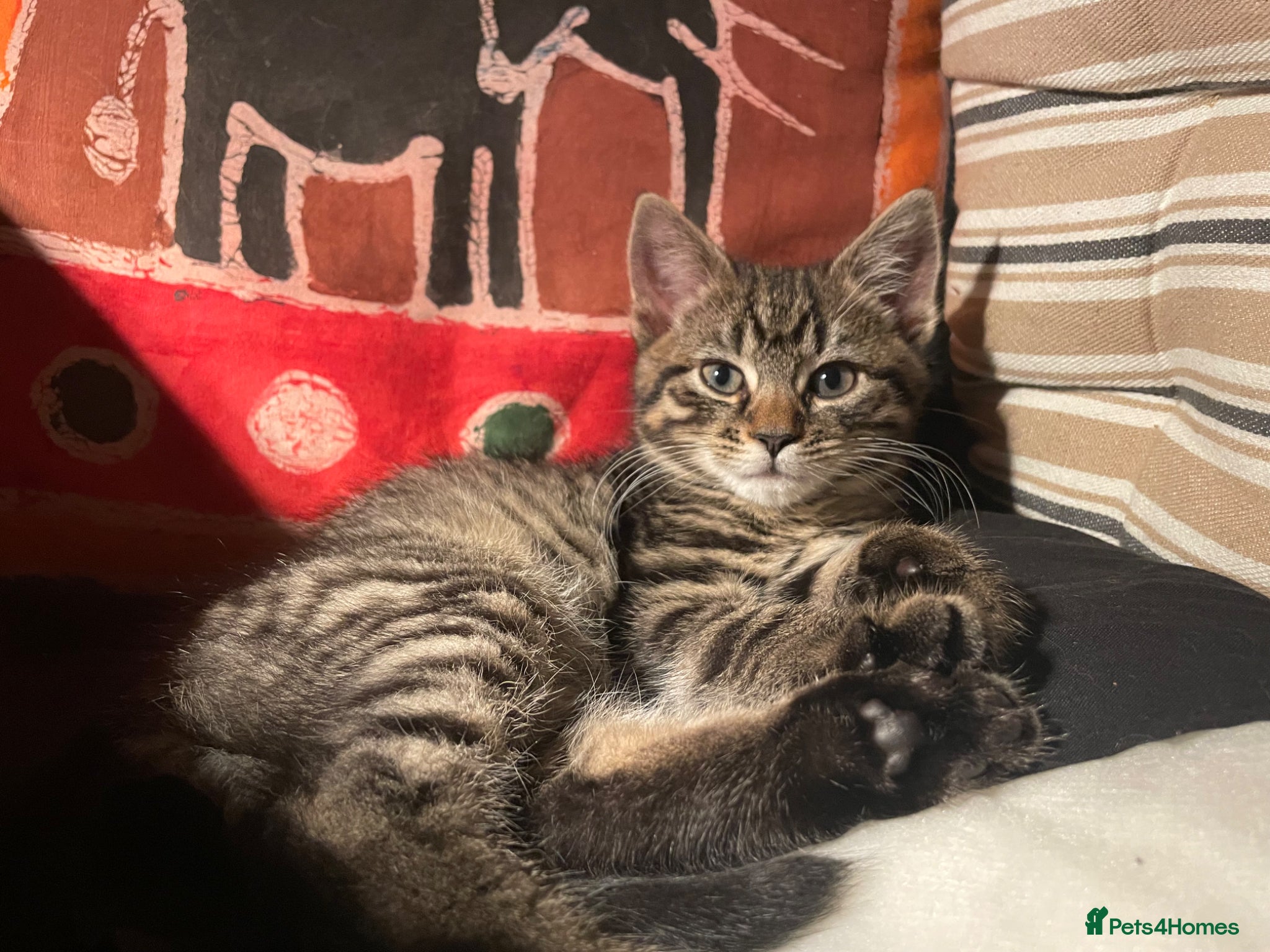 British Shorthair cats Tabby kitten female - Advert 1