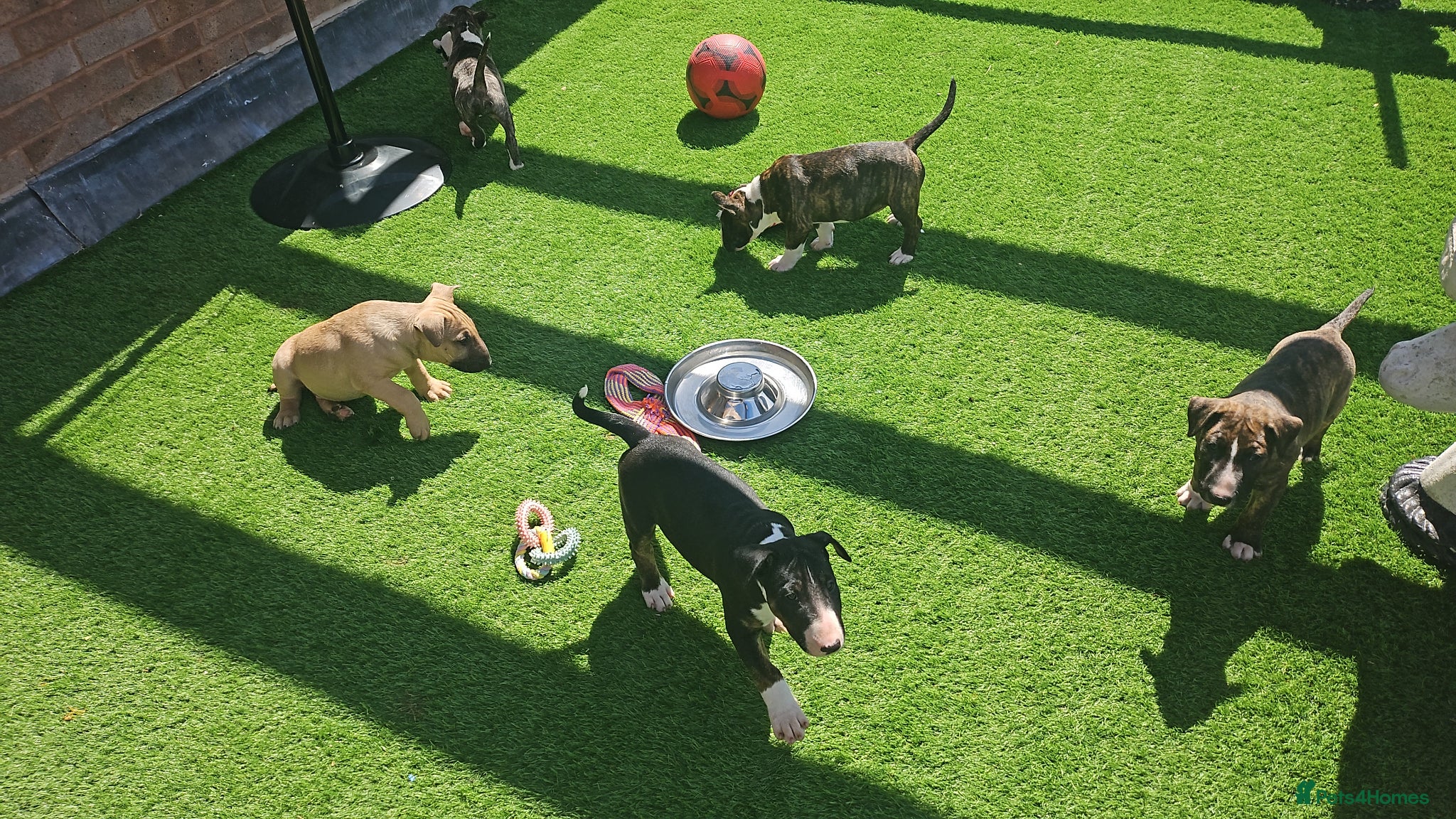 English Bull Terrier dogs KC REG BULL TERRIER PUPS FROM CHAMP BLOODLINES   - Advert 7