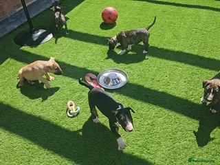English Bull Terrier dogs KC REG BULL TERRIER PUPS FROM CHAMP BLOODLINES - Advert 2