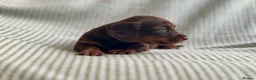 Miniature Dachshund dogs for sale: Miniature long haired dachshund  in Leeds - Advert 23