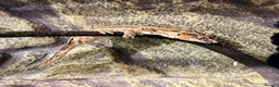 Gecko reptiles for sale: Gargoyle Gecko with enclosure  - Advert 1