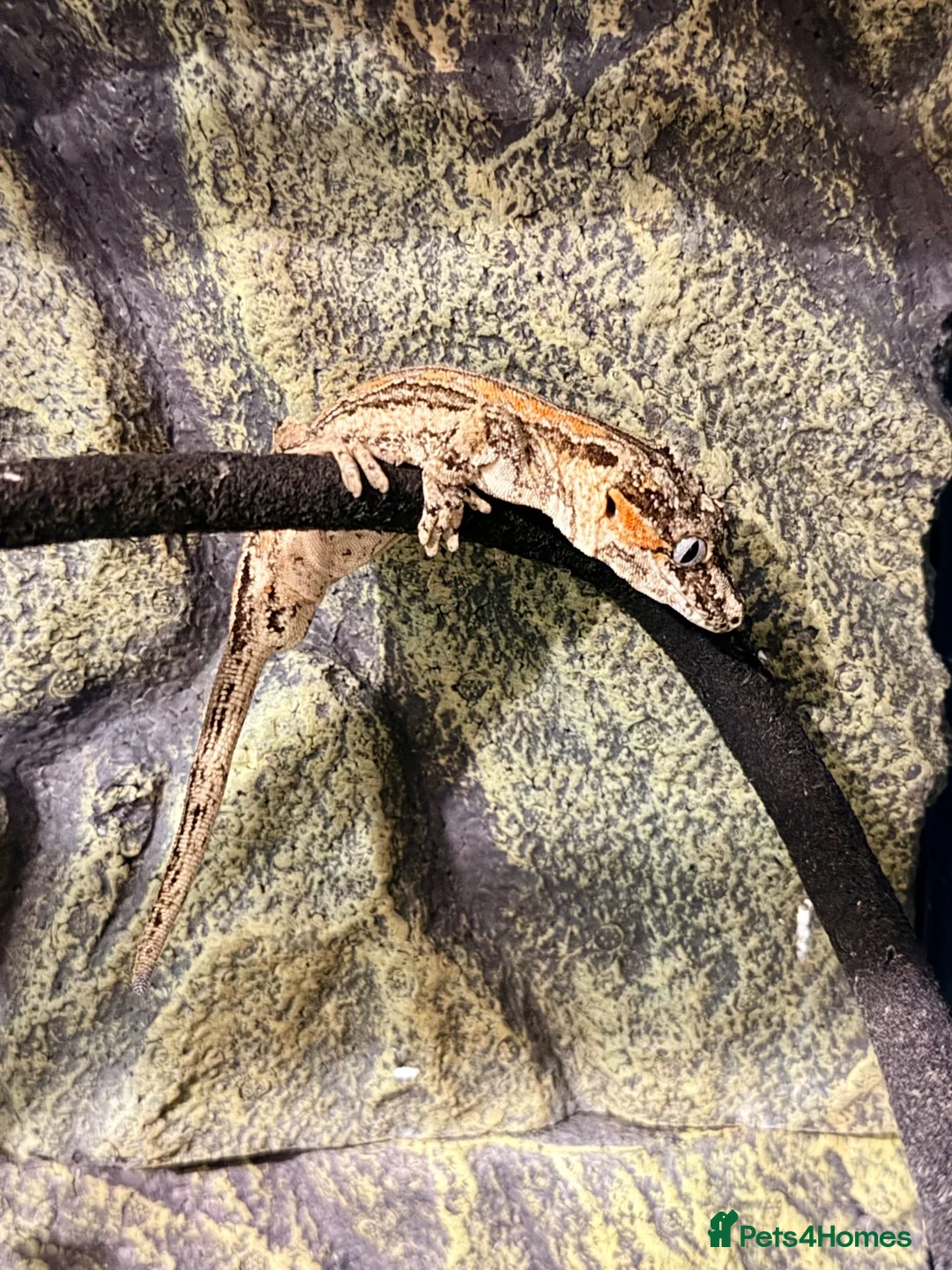 Gecko reptiles for sale: Gargoyle Gecko with enclosure  - Advert 1