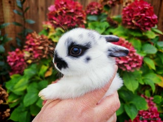 Netherland Dwarf rabbits Netherlands dwarf bunnies - Advert 1