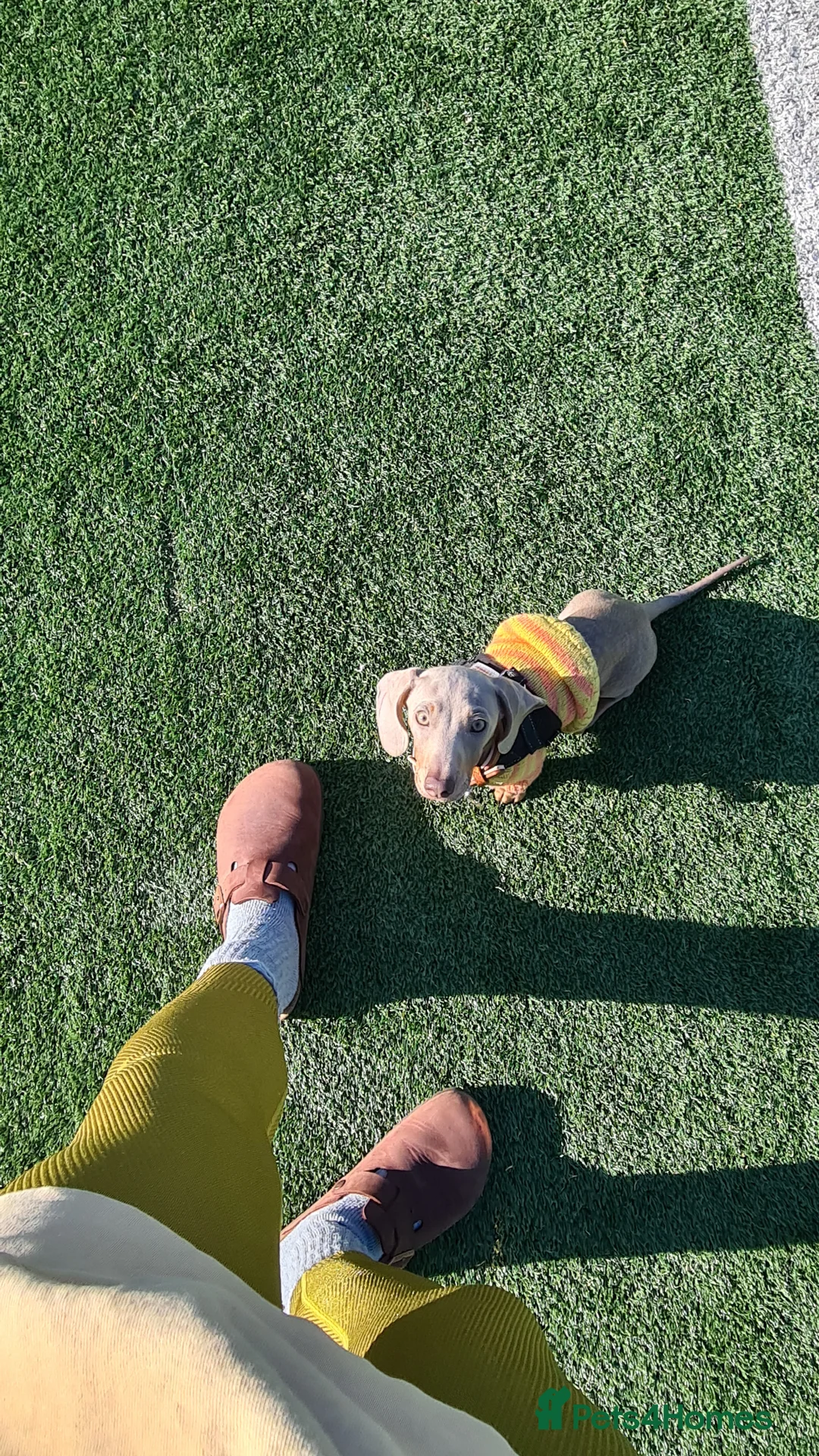 Miniature Dachshund dogs for stud: Stud dog available for studding - Advert 20