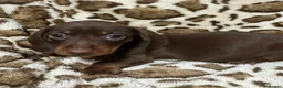 Dachshund dogs for sale: 🩷Amazing dachshund puppies🩷 - Advert 3