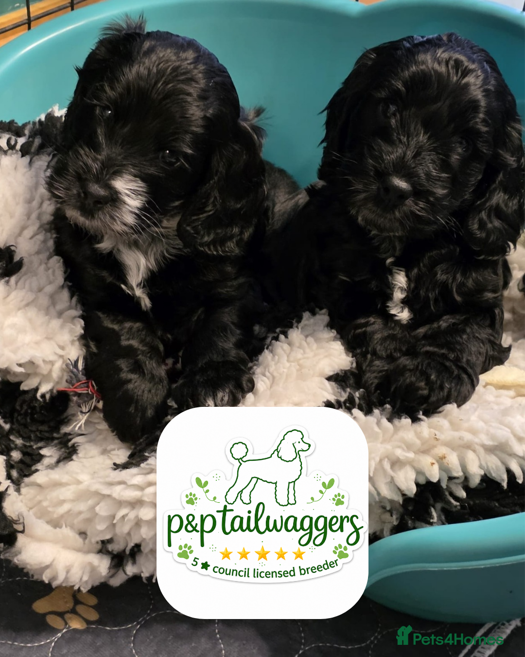 Cockapoo dogs F1 show type Cockapoo 5⭐️council licensed  - Advert 10