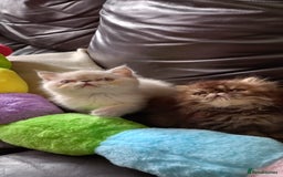 Exotic cats for sale: GCCF REG PKD FREE PEDIGREE EXOTICS - Image 14