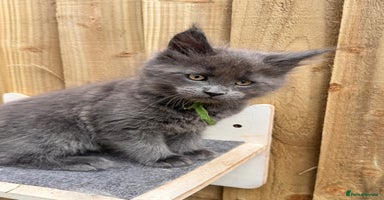 Maine Coon cats - Advert 15