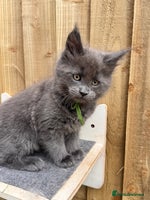 Maine Coon cats - Advert 8