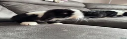Mini Lop rabbits for sale: Pure Breed Mini Lop Babies  in Hailsham - Advert 27
