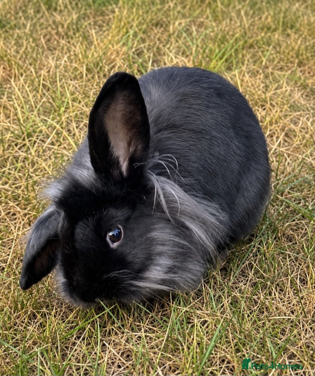 Mini Lion Lop rabbits Beautiful black Mini Lion Lop Doe – Ready now 🩷 - Advert 11