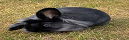 Mini Lion Lop rabbits for sale: Beautiful black Mini Lion Lop Doe – Ready now 🩷 - Advert 1