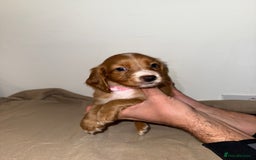 Cocker Spaniel dogs for sale: 🧡Fox Red WCS🧡 - Image 3