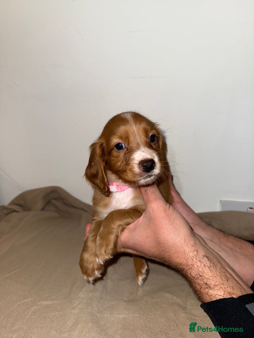Cocker Spaniel dogs for sale: 🧡Fox Red WCS🧡 - Image 3