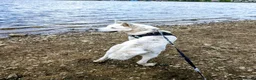 Huskita dogs for sale: 2 year old male 1st generation huskita.  - Advert 6