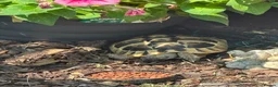 Hermann Tortoise reptiles for sale: 6 year old Herman’s tortoise  in Chester - Advert 3