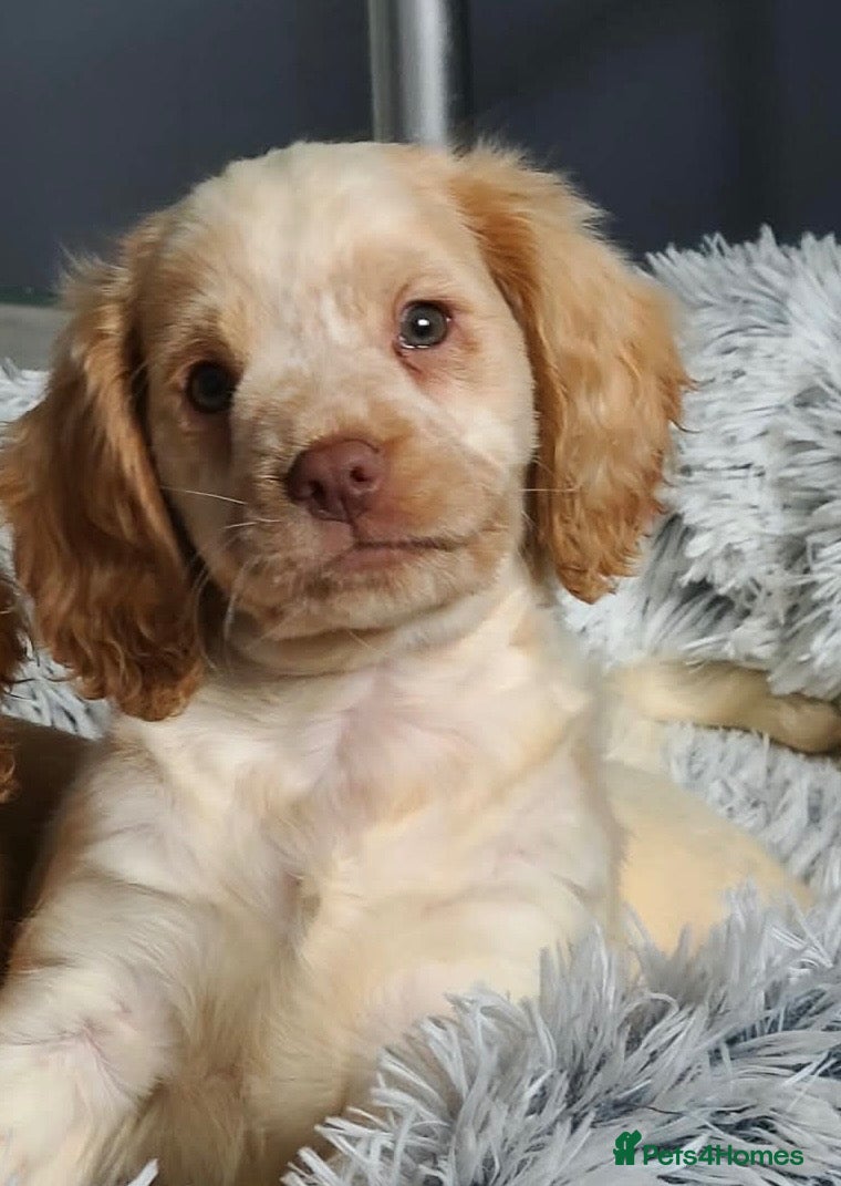 Cockalier dogs Stunning Cockalier’s  - Advert 1