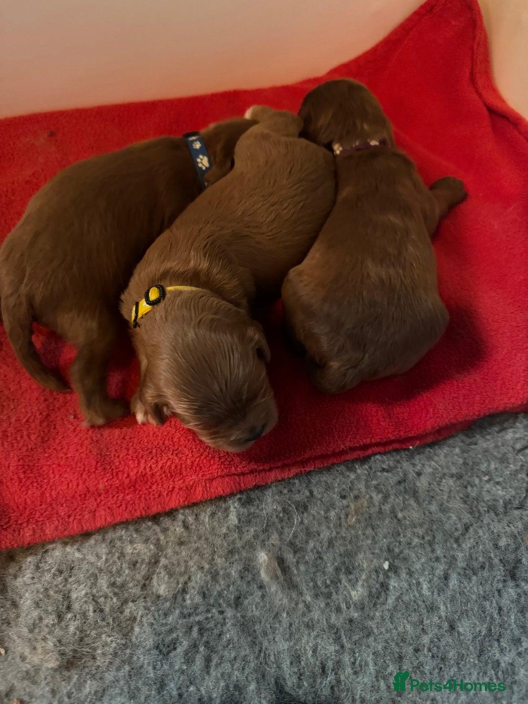 Cavapoo dogs for sale: Stunning F1 Toy Cavapoo’s 5* licensed breeder DNA - Advert 7