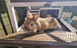 Lionhead rabbits for sale: Lionhead rabbit  - Image 8